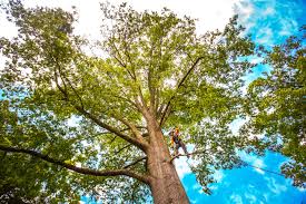 Best Utility Line Clearance  in Clanton, AL